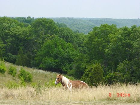 241 Acres, Fairview Ridge Rd : Carrollton : Carroll County : Kentucky