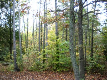21 Acres : Spotsylvania : Spotsylvania County : Virginia