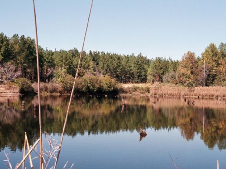 562.5 Acre Turnkey Hunting Retreat : Plains : Sumter County : Georgia