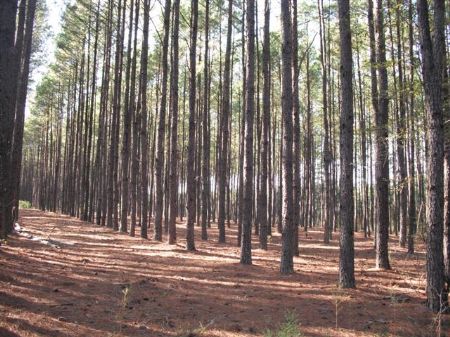 2,336 Acres Investment Grade Timber : Lumber City : Telfair County : Georgia