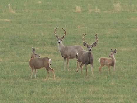 A Creek Runs Through It : Rosebud : Rosebud County : Montana