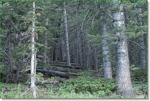 Colorado Land, Gated Community : Blanca : Costilla County : Colorado