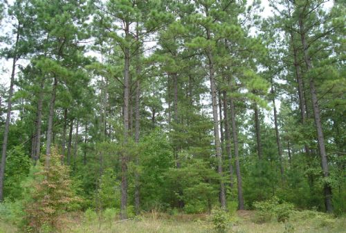 Sublett Tract : Brookneal : Campbell County : Virginia