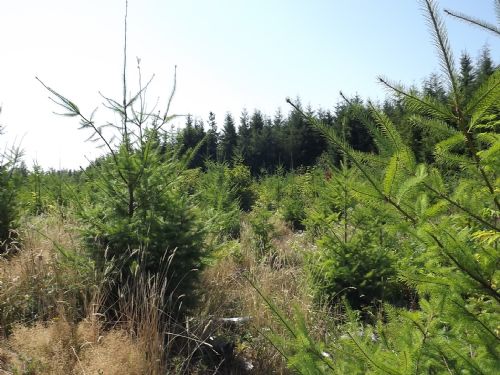Wynoochee Valley Acreage for Sale : Montesano : Grays Harbor County : Washington
