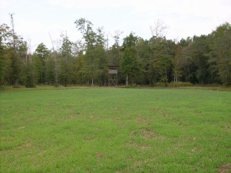 1270 Acre Hunting Preserve : Butler : Taylor County : Georgia