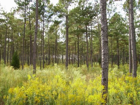 450 Acres of Prime Hunting : Butler : Taylor County : Georgia