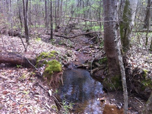 Monster Buck Tract : Roanoke : Randolph County : Alabama