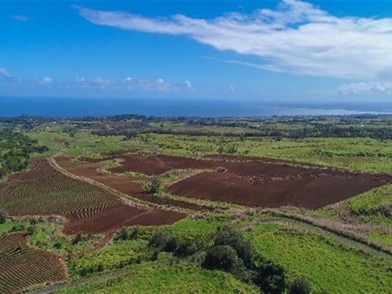 213 Acres Ocean Views : Paukaa : Hawaii County : Hawaii