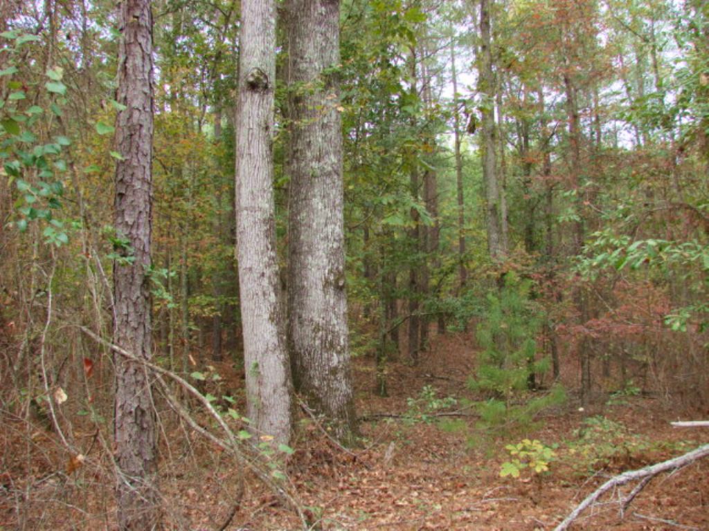 Beautiful 188 Acre Hunting Tract : Butler : Taylor County : Georgia