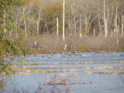 Duck Hunting Land : Dewitt : Arkansas County : Arkansas