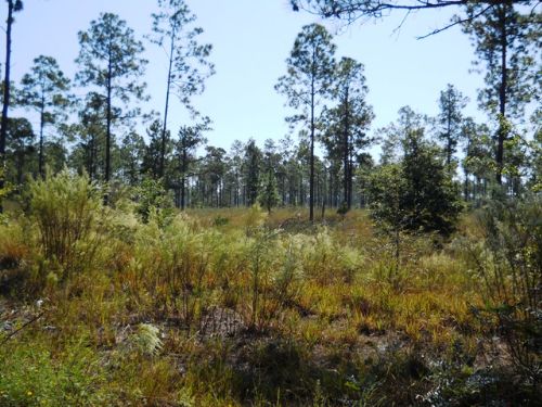 2086 Acres Close To Jacksonville : Lawtey : Clay County : Florida