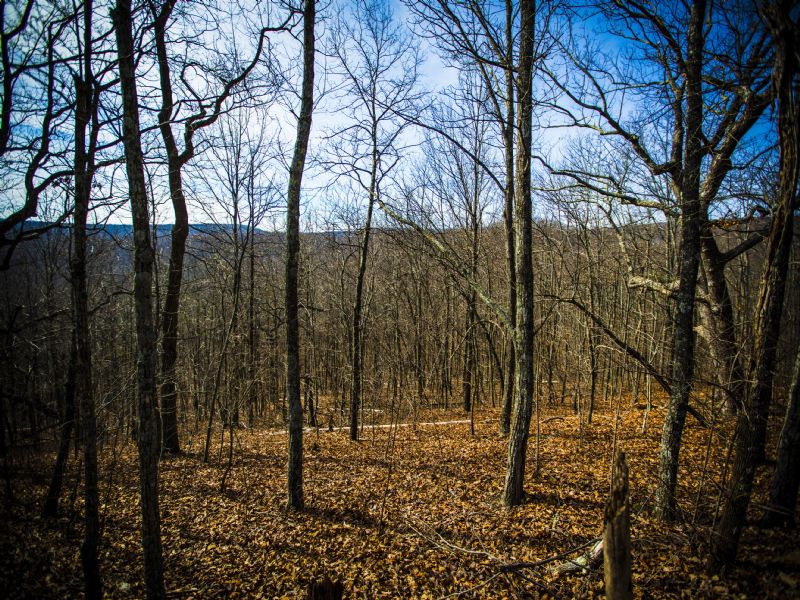 Bledsoe: 71 Acres Of Prime Hunting : Spring City : Bledsoe County : Tennessee