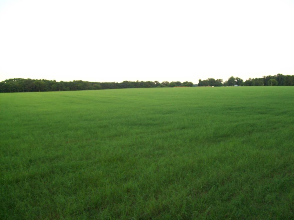 206 Acres for Sale : Marion : Marion County : South Carolina