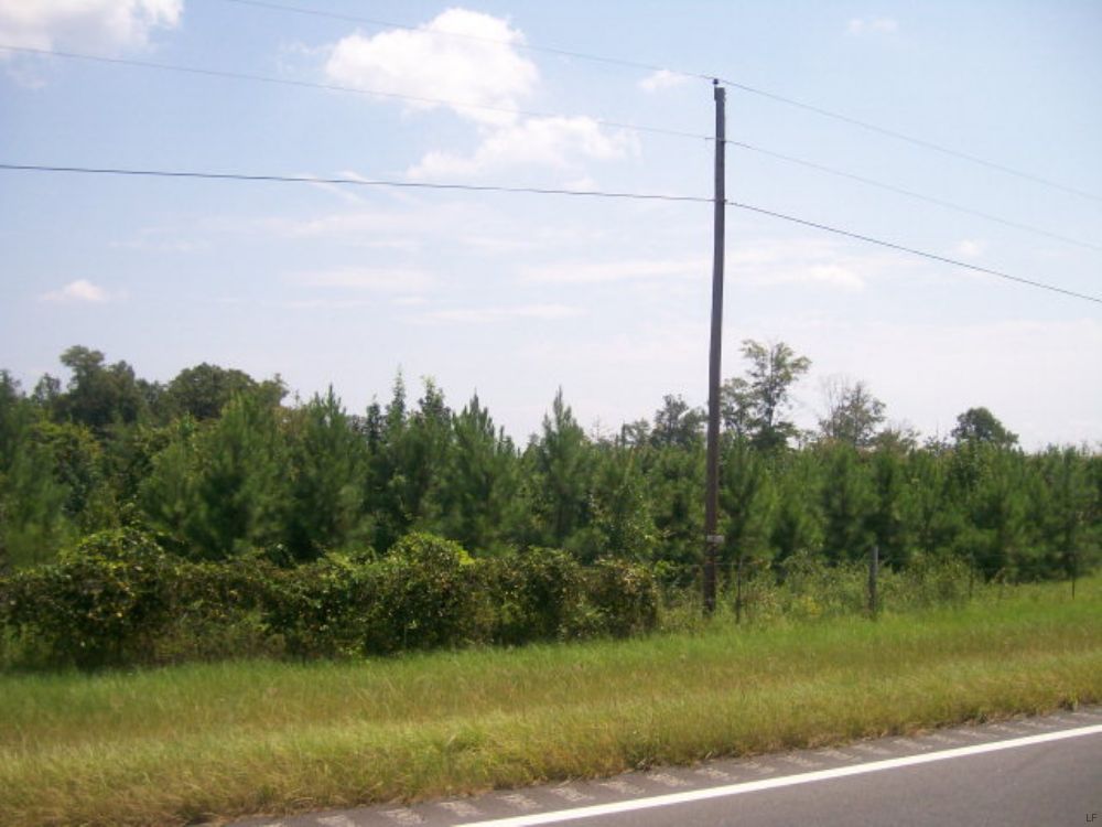 5.5 +/- Ac Of Planted Pines : Spring Hill : Pike County : Alabama