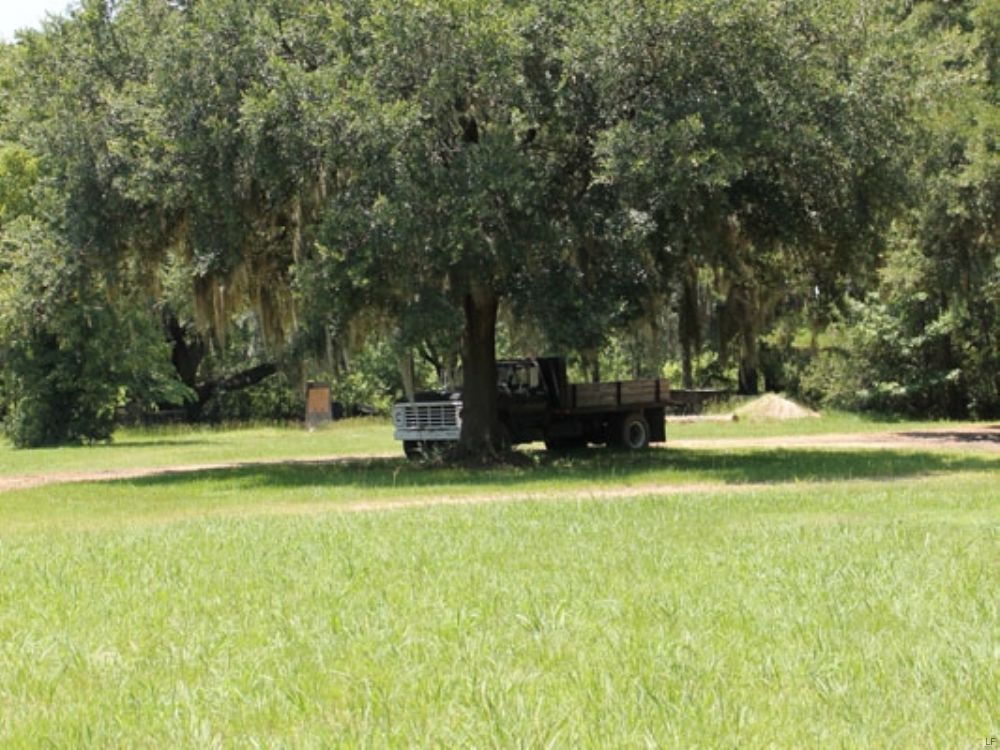 Wee Hope Plantation 1 : Walterboro : Colleton County : South Carolina