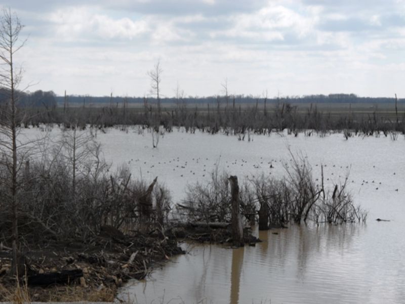 For Lease Duck Hunting Reservoir, Land for Sale in Arkansas, 60411