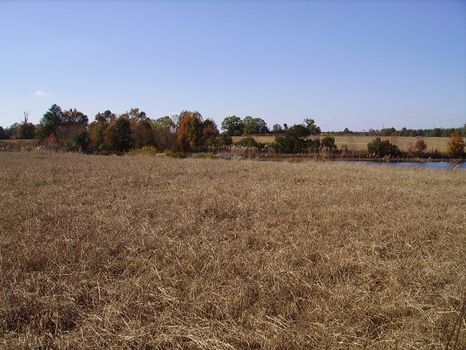 4.17 Acres | Bark Creek Plantation : Waynesboro : Burke County : Georgia