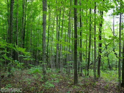 Wooded Acreage : Allegan : Michigan