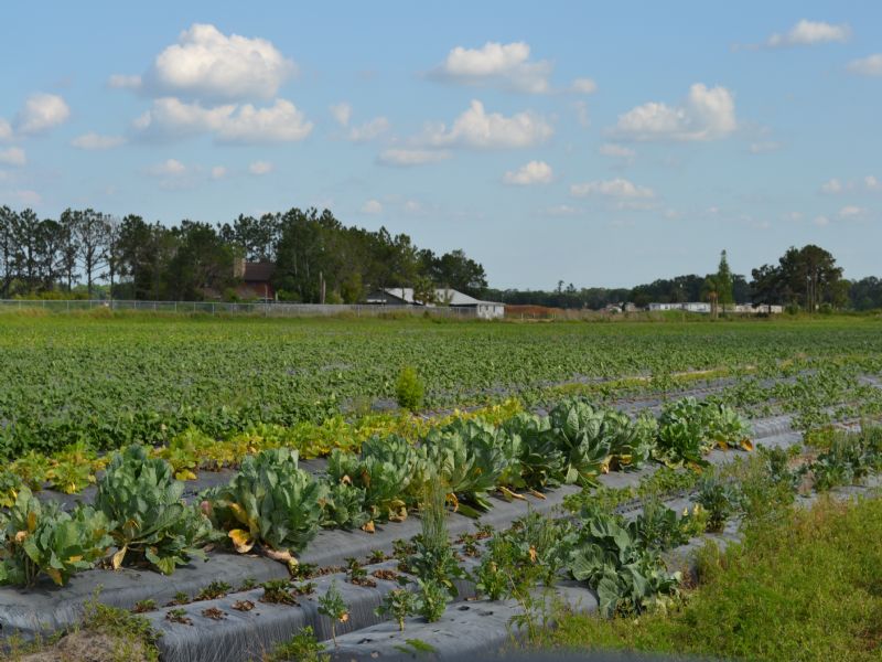 Johnson Road Strawberry Farm Land for Sale in Plant City