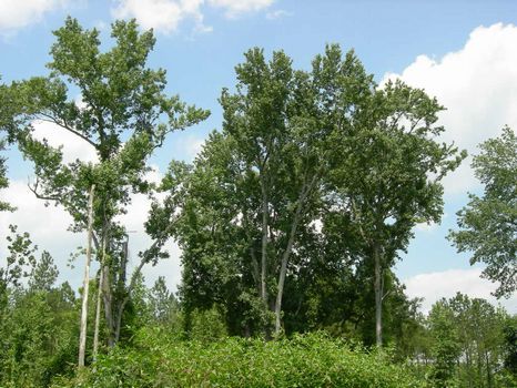 9.909 Acres : Swainsboro : Emanuel County : Georgia