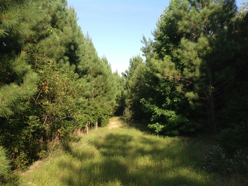 Timber and Hunting Land : Warrenton : Warren County : Georgia
