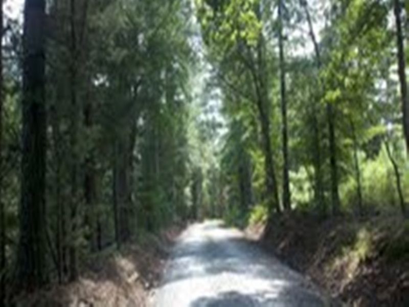 Well Managed Tree Farm : Saluda : Saluda County : South Carolina