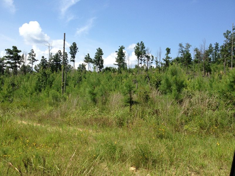 Timber and Hunting Investment : Crawfordville : Taliaferro County : Georgia
