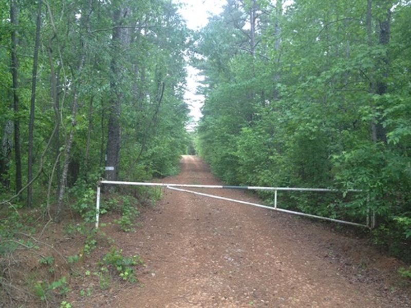 Long-term Timber Investment : Sparta : Hancock County : Georgia