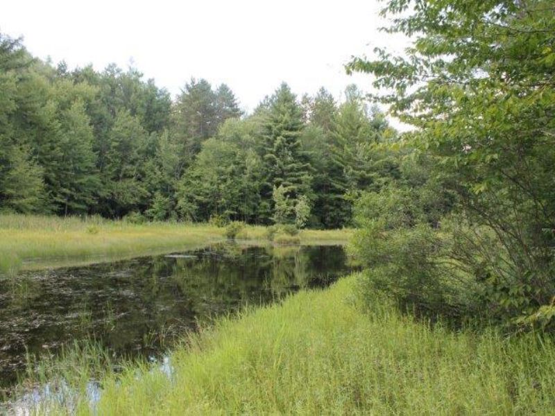 10 Acres Borders State Forest Pond : Annsville : Oneida County : New York