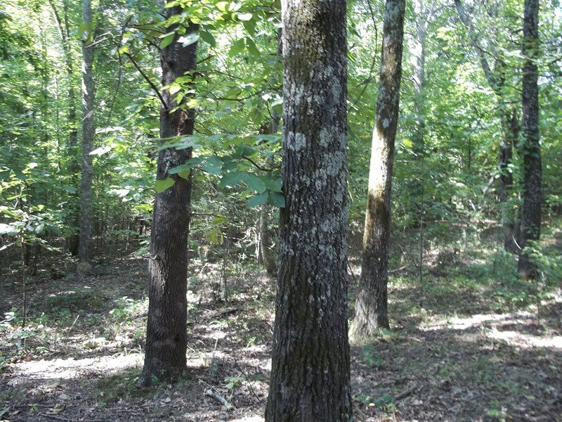 16.67 Ac. Wooded and Open Land : Lamar : Benton County : Mississippi