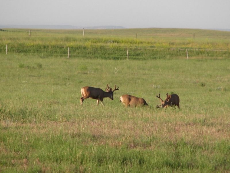 Sage Creek Ranch 1680 Acres : Lusk : Niobrara County : Wyoming