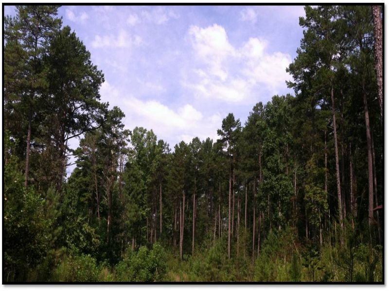 Little River Tract : Salem : Oconee County : South Carolina