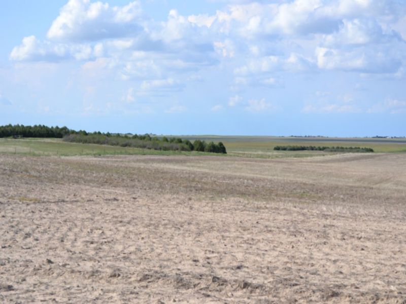 Lyle Clark Trust Dryland Auction : Akron : Washington County : Colorado
