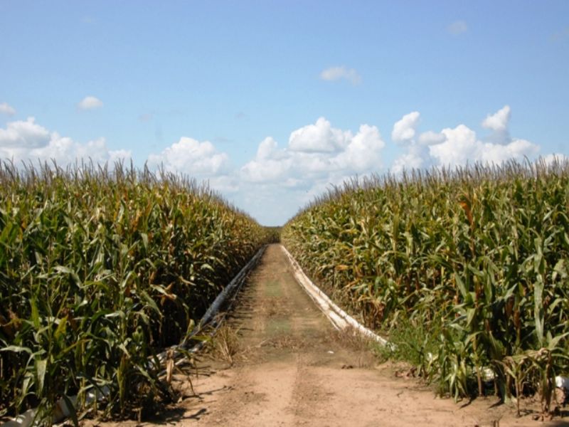 Precision Graded Farm for Sale : Scott : Lonoke County : Arkansas