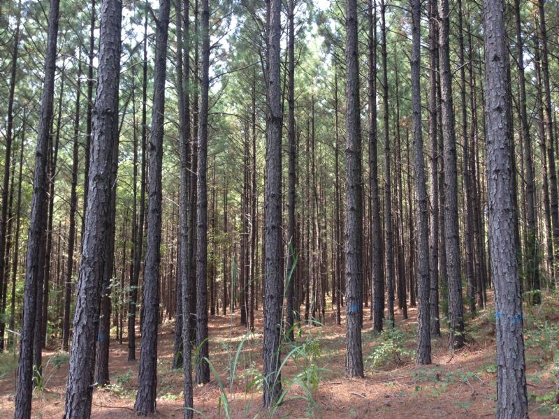 Carlton North Tract : Carlton : Oglethorpe County : Georgia