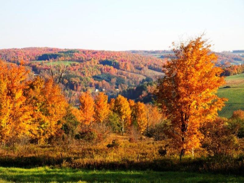 Catskill Mountain Farm Liquidation : Meredith : Delaware County : New York
