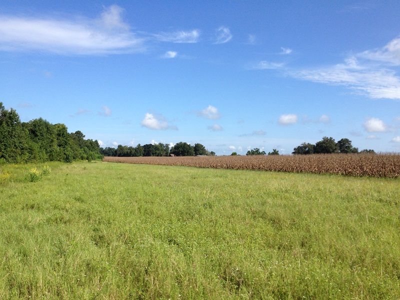 Prime Farmland : Olar : Bamberg County : South Carolina