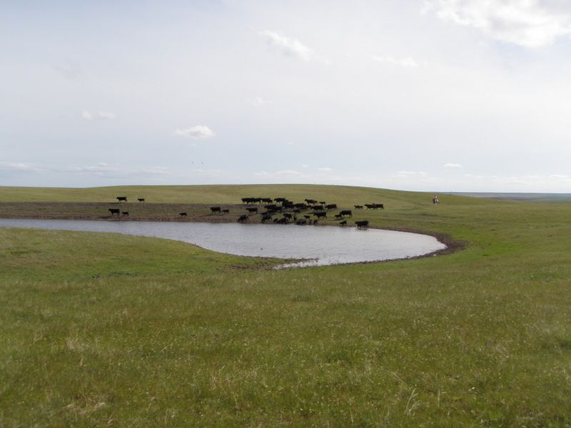 Dakota Plains Farm : Midland : Haakon County : South Dakota