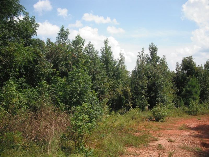 Affordable Hunting Land : Gray : Jones County : Georgia