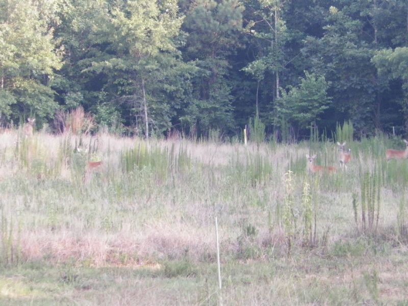 145 Acre River Road : Elberton : Elbert County : Georgia