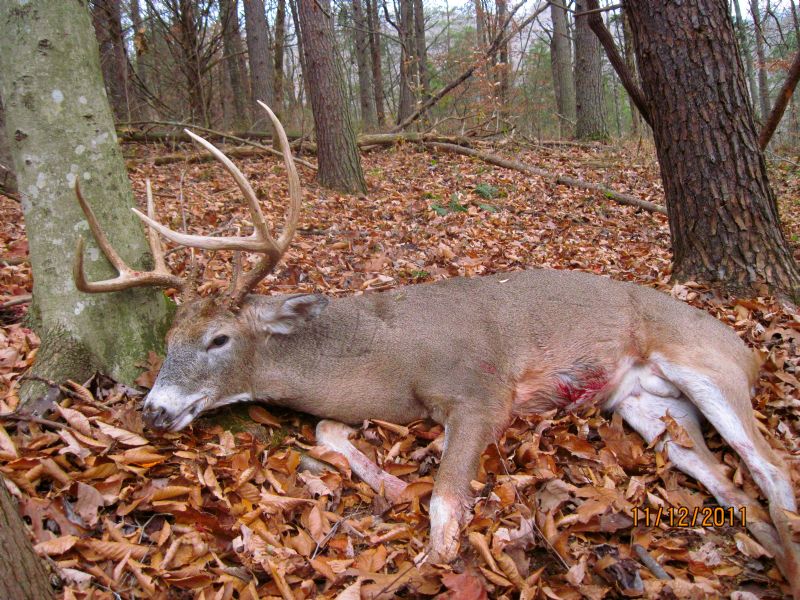 Great Deer Hunting : Edmonton : Metcalfe County : Kentucky