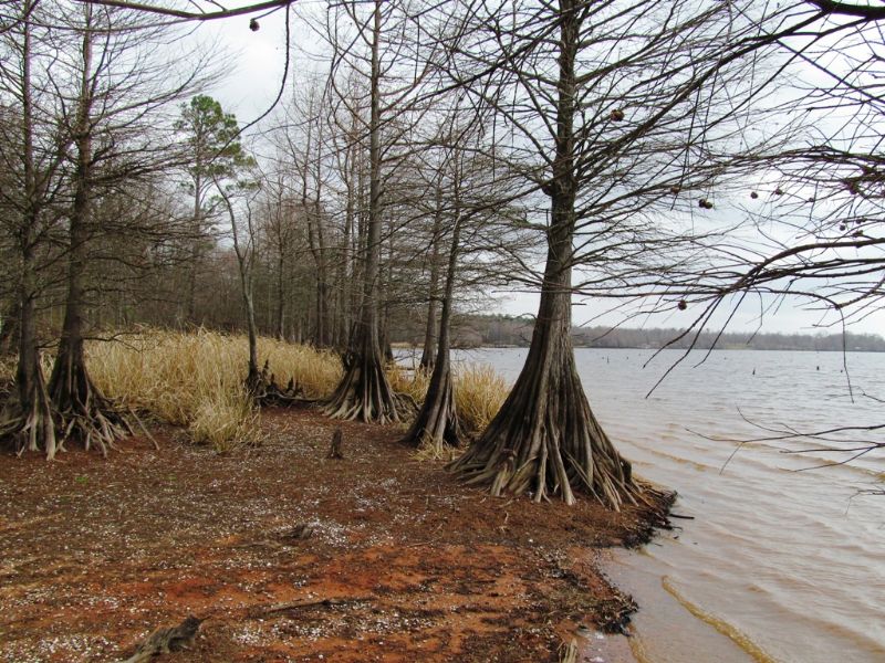 Own Acreage On Lake Erling : Taylor : Lafayette County : Arkansas