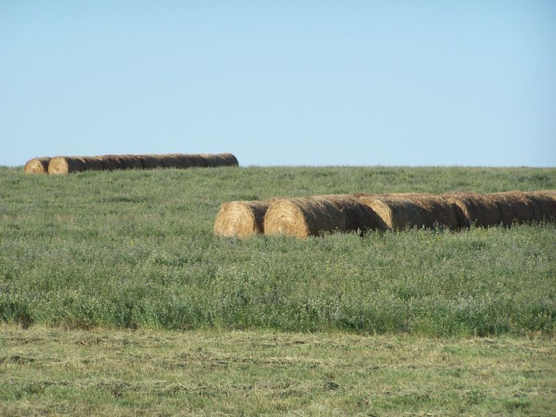 75 Farmland Acres Land for Sale in New Underwood, Meade County, South