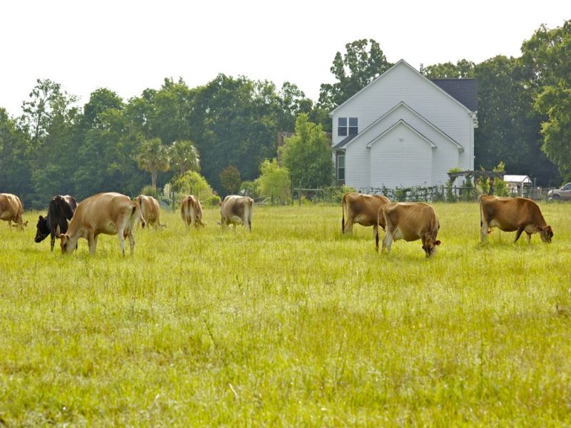 Award Winning Cheese Business : Elberton : Elbert County : Georgia