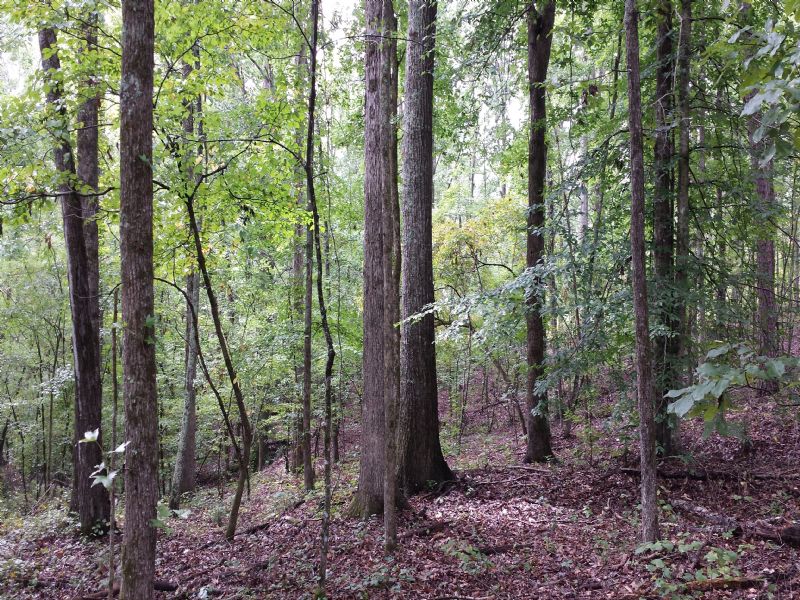 98.27 Acres, Gene Smith Road : Arnoldsville : Oglethorpe County : Georgia