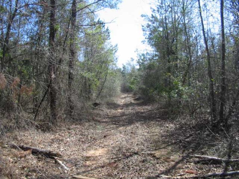 297 Acres Wooded, Creek : Bartow : Jefferson County : Georgia