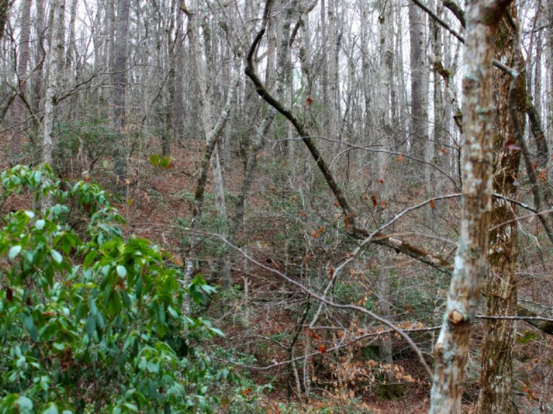 Talking Rock: Wooded Hunting Land : Talking Rock : Pickens County : Georgia