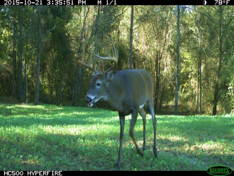 38 Acre Big Buck Tract Land for Sale in Unadilla, Dooly County