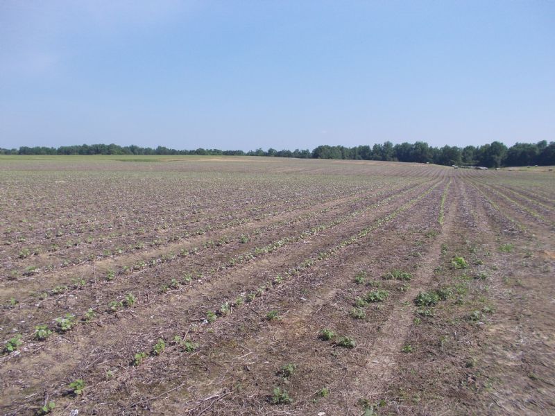 75 Acre Farm-Holtville/Slapout : Holtville : Elmore County : Alabama