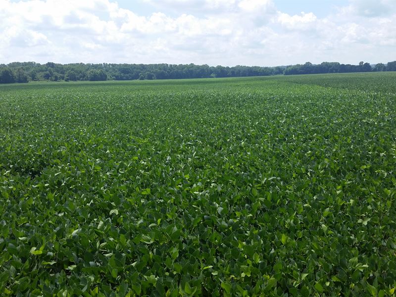 New Wells & New Pivots - Top Yields : Ridgely : Lake County : Tennessee